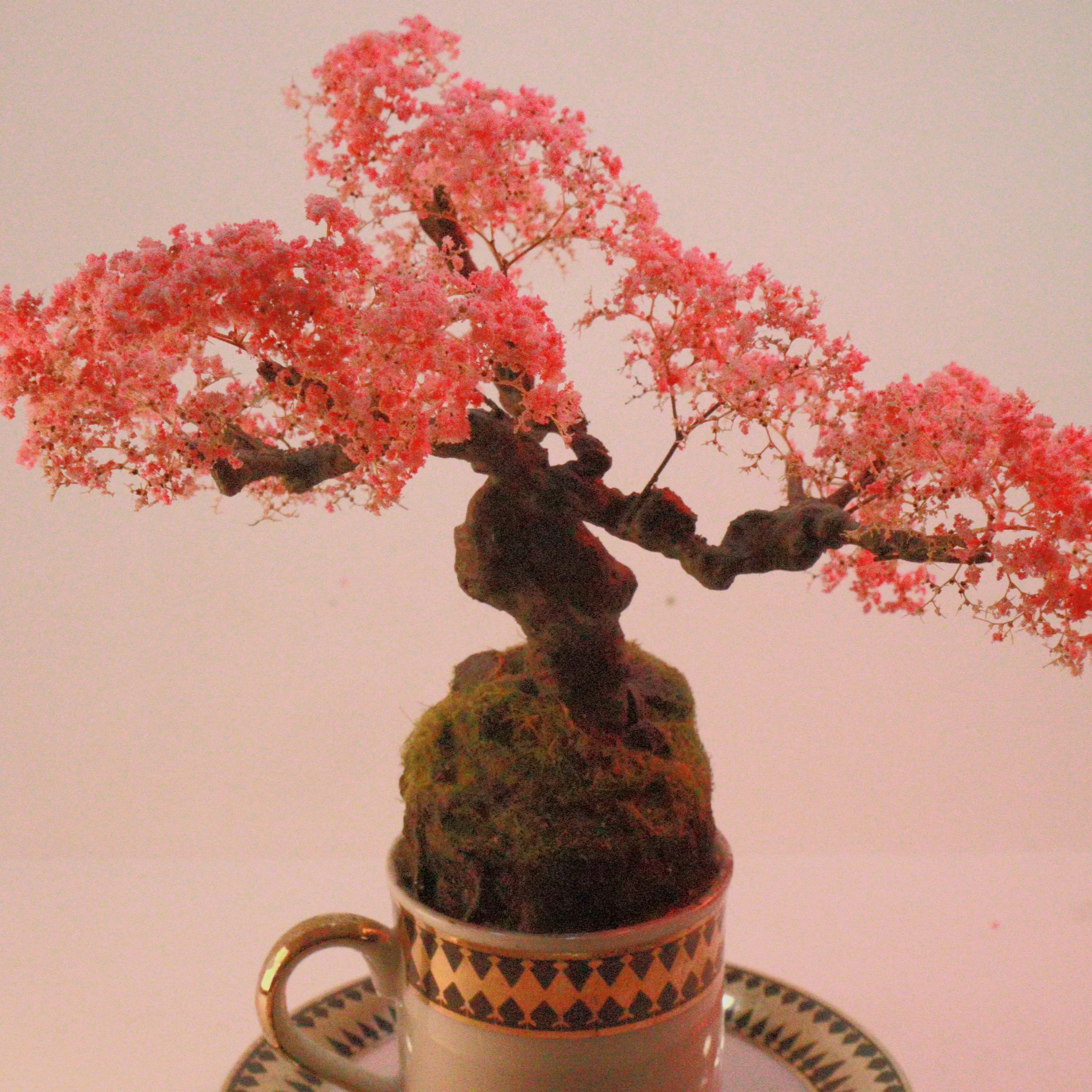 Cup of Calm: Japanese garden collection . 2 of 6 - Image 5
